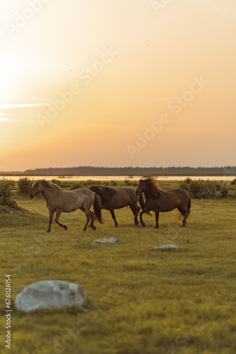 Three walking horses in the meadow © Linda