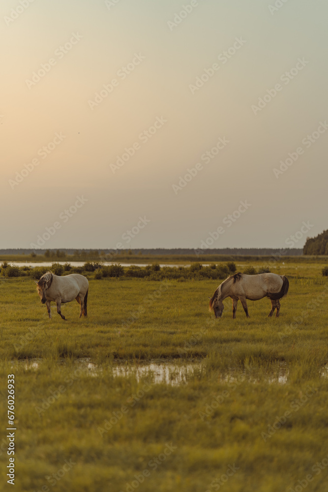 Two horses in the meadow on the riverside