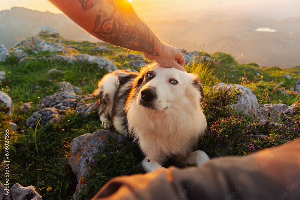 Obraz premium Personal perspective of hiker with tattoos petting his border collie dog in the mountains at sunset. POV. Traveling with a pet
