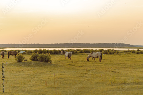 Grazing horses in the meadow near the river during the sunset