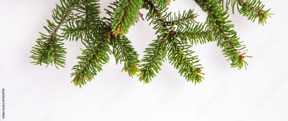 Green fir tree spruce branch border, Christmas minimalism header or banner, wallpaper or backdrop decor