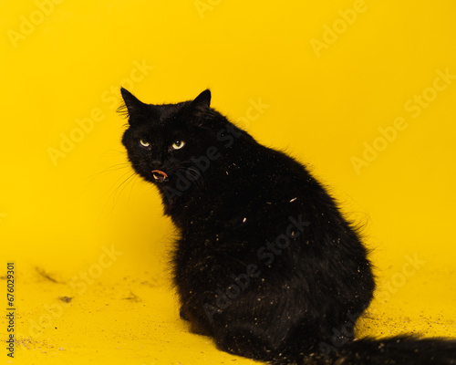Cats