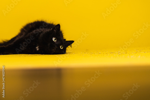 Cats