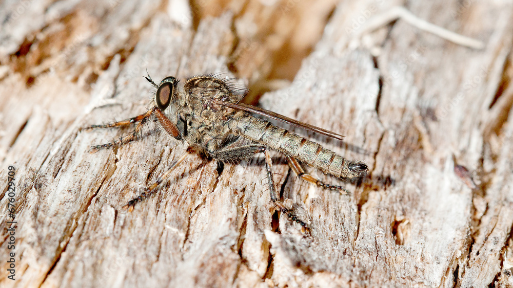 close up of a grasshopper close up of a grasshopper