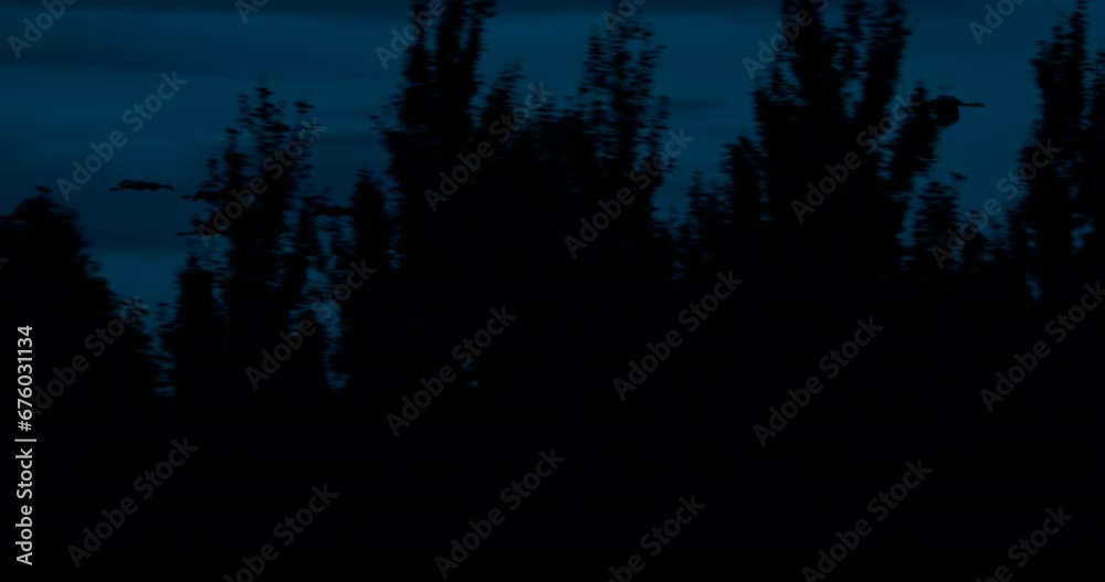 Birds Winter Migration. Flock Of Common Cranes Or Eurasian Cranes Fly In Sunny Blue Autumn Sky. Common Crane Or Grus Grus. Nesting Cranes, Nest. Europe. Blue Colors, Dark Birds Silhouettes Birds Winter Migration. Flock Of Common Cranes Or Eurasian Cranes Fly In Sunny Blue Autumn Sky. Common Crane Or Grus Grus. Nesting Cranes, Nest. Europe. Blue Colors, Dark Birds Silhouettes