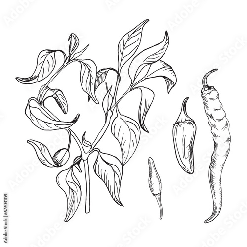 Hot pepper bush vector illustration isolated on white background. Jalapeno spicy pepper hand drawn ink. Black white graphic cayenne. Design element for wrapping, market, package, tableware
