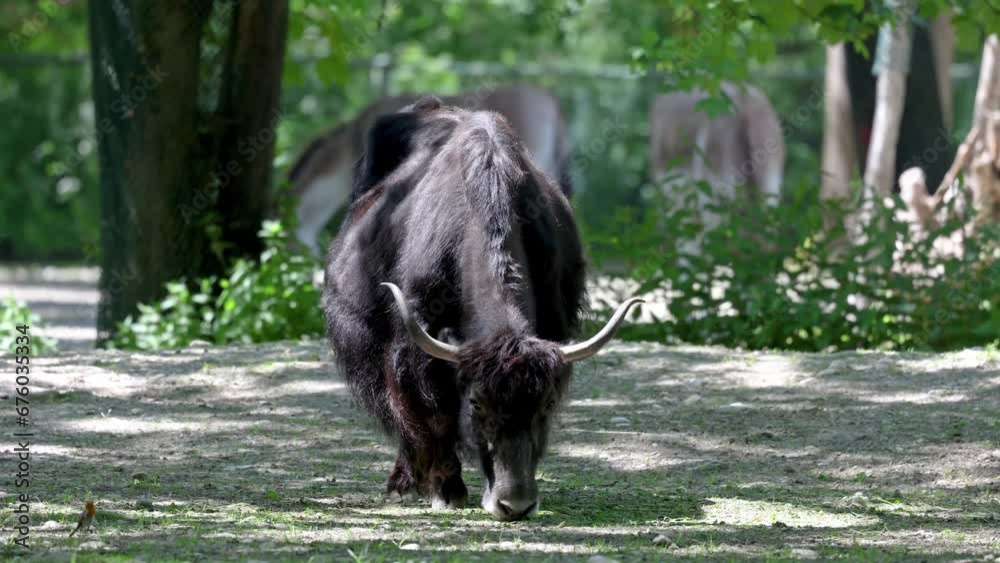 The domestic yak, Bos grunniens is a long-haired domesticated bovid found throughout the Himalayan region of the Indian subcontinent, the Tibetan Plateau and as far north as Mongolia and Russia. The domestic yak, Bos grunniens is a long-haired domesticated bovid found throughout the Himalayan region of the Indian subcontinent, the Tibetan Plateau and as far north as Mongolia and Russia.