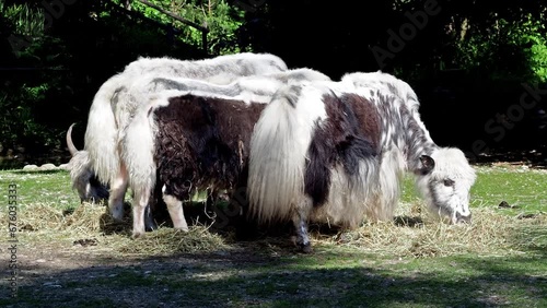 The domestic yak, Bos grunniens is a long-haired domesticated bovid found throughout the Himalayan region of the Indian subcontinent, the Tibetan Plateau and as far north as Mongolia and Russia. photo