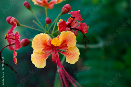 Close-up of Peacock flower (Caesalpinia pulcherrima) photo