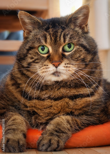 Closeup of a chubby tabby cat lying on a cushion © rhoenes