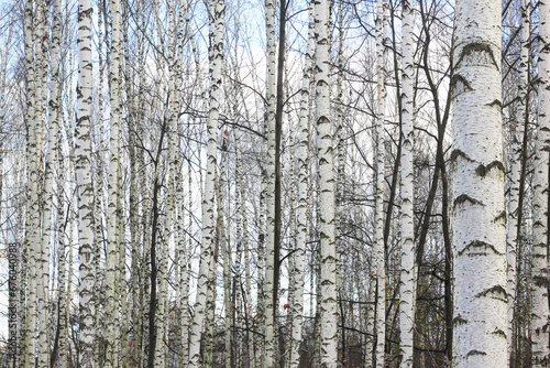 Beautiful birch trees in autumn © yarbeer