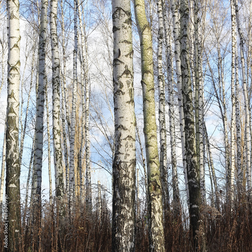 Beautiful birch trees in autumn