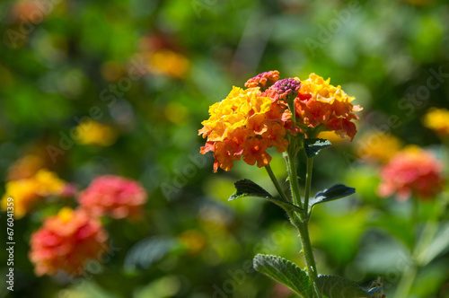 Kolorowy kwiat © Katarzyna