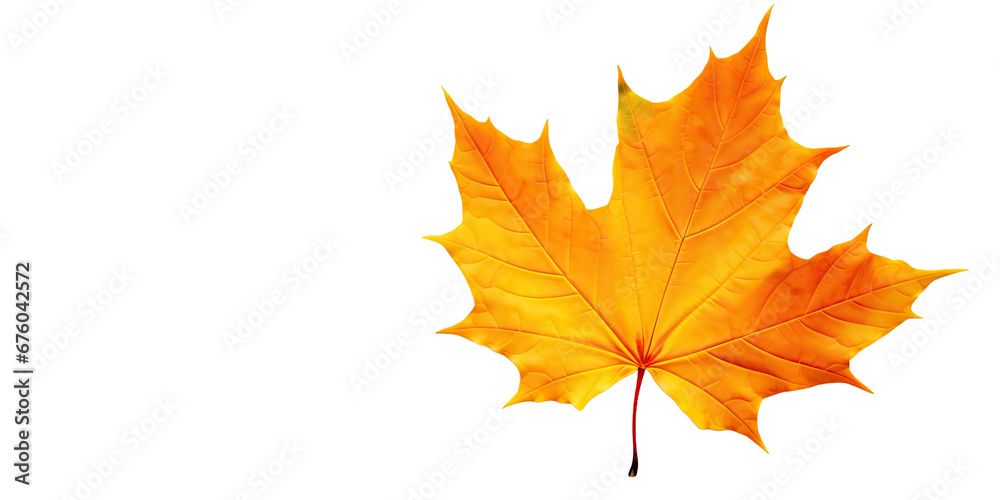 Beautiful bright orange autumn leaf Isolated on transparent background