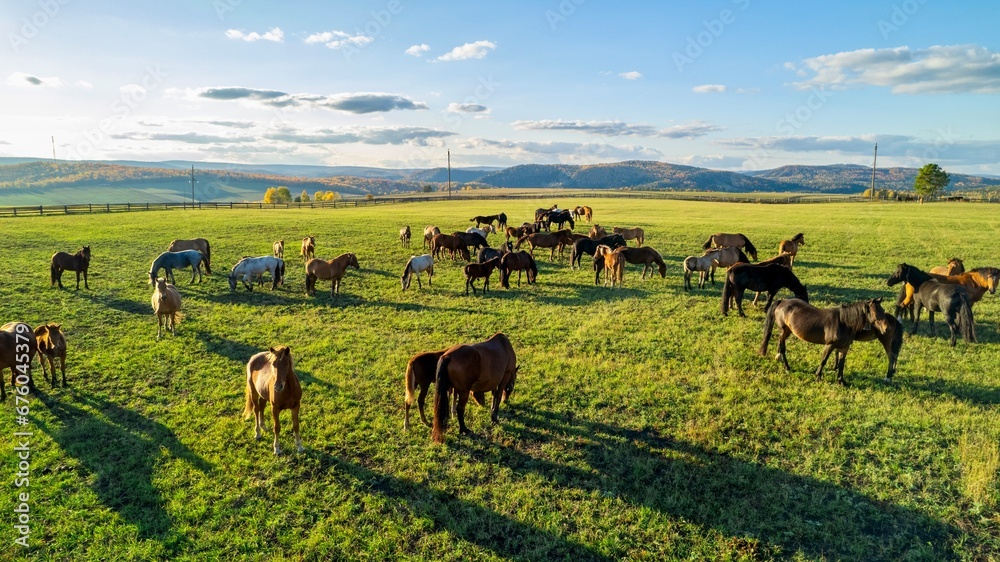 Herd of horses grazing on a field with green grass during sunset, aerial view. Autumn season. The shadow of the horses. Sunlight Herd of horses grazing on a field with green grass during sunset, aerial view. Autumn season. The shadow of the horses. Sunlight