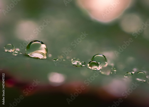 water drops on a leaf