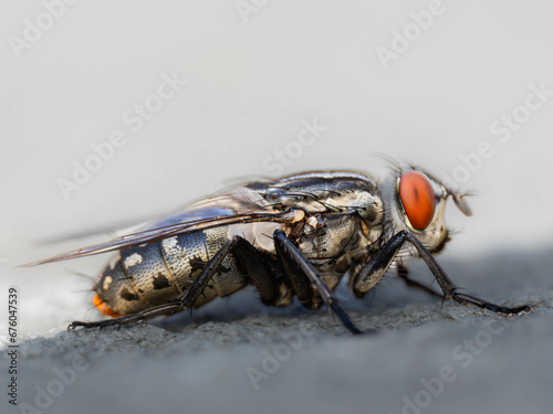 close up of fly