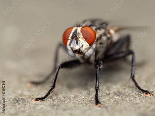 close up of a fly