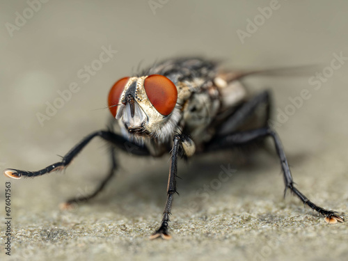 close up of a fly