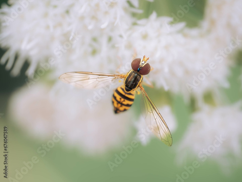 bee on a flower