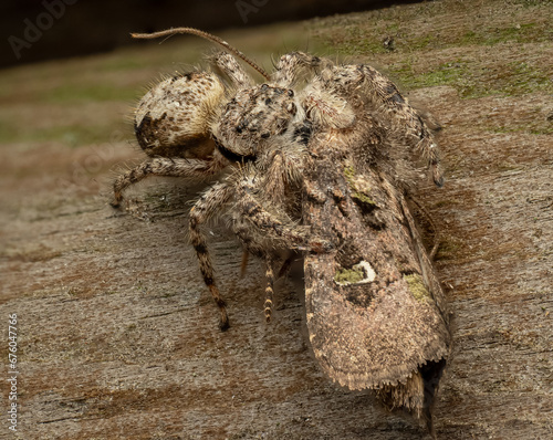 Macro bugs and things