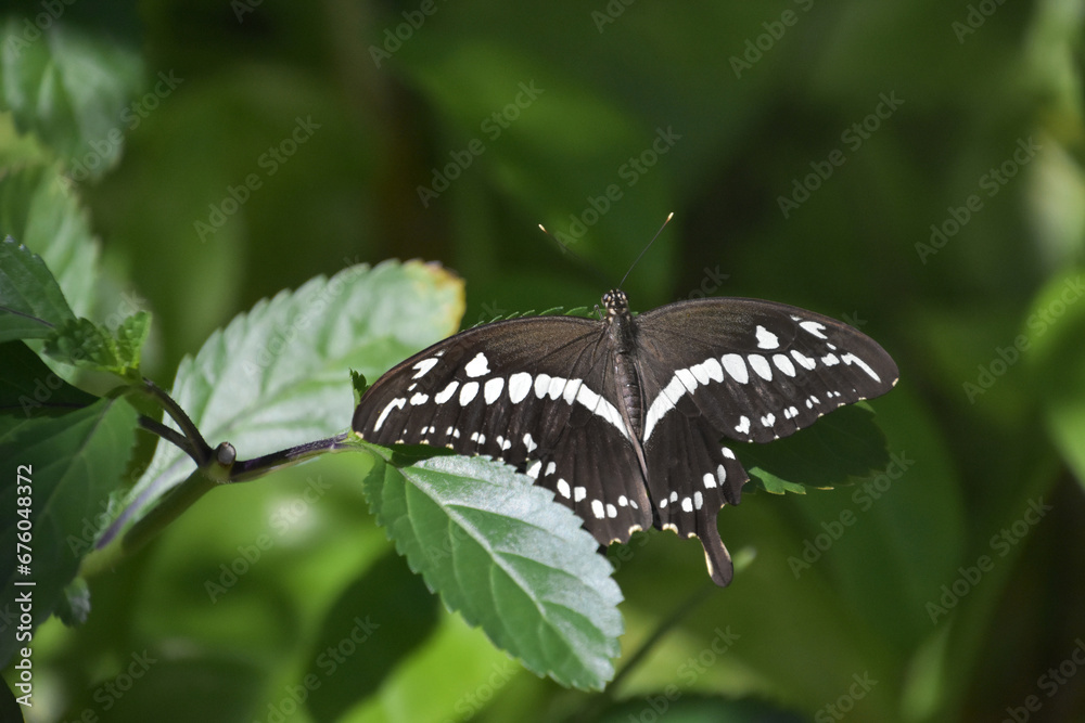 Fototapeta premium Black and White Chequered Swallowtail Butterfly in a Garden