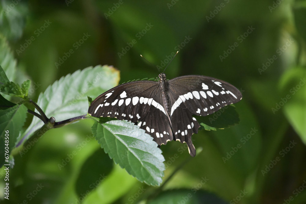 Fantastic Capture of a Black and White Swallowtail Fantastic Capture of a Black and White Swallowtail