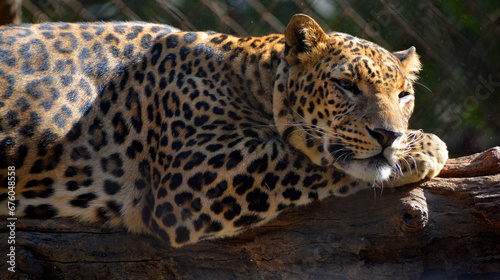 Asiatic leopards remain elusive in the parks of India and Sri Lanka  due to the lack of other dominant predators leopards are easier to spot hunting their prey in Asia than their African counterparts