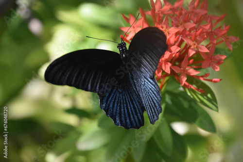 Shiny Blue Black Wings on a Butterfly in a Garden photo