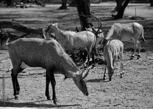 The nilgai or 