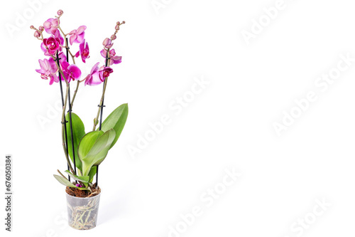 Orchidea