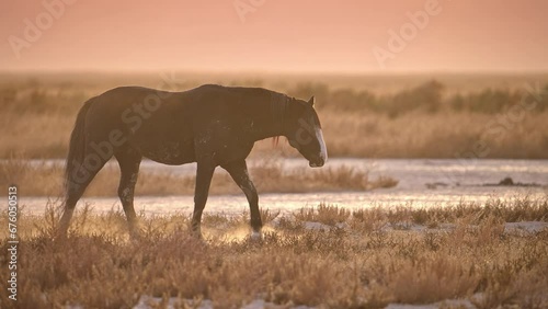 Wild horse stallion kicking up dust walking through the Utah desert during sunset. photo
