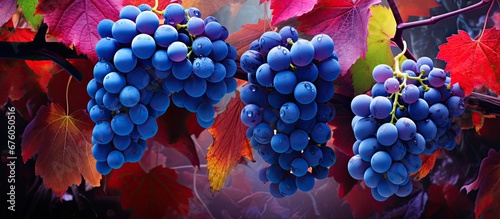 In autumn amidst the vibrant foliage the red grapes of the vineyard dangle promising a rich harvest for the cultivation of wine and the making of fabrics dyed in mesmerizing hues of blue an photo