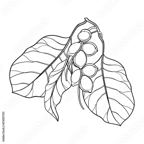 Bunch of outline Australian Kakadu plum or gubinge in black isolated on white background. 