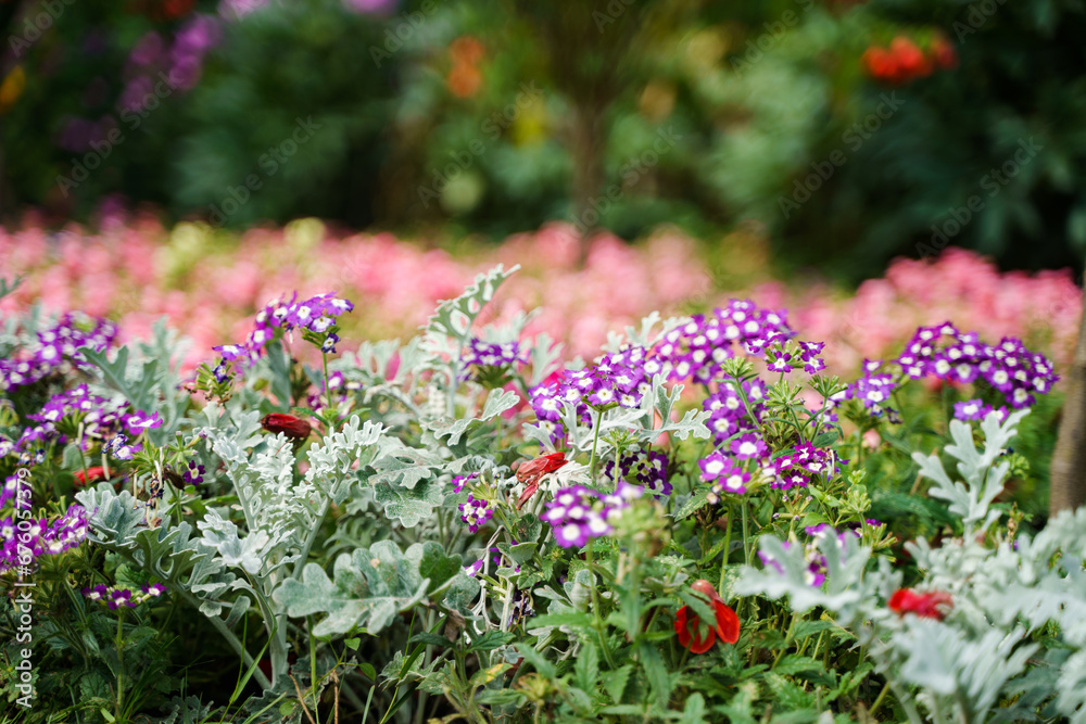 Beautiful floral natural background with garden flowers Beautiful floral natural background with garden flowers