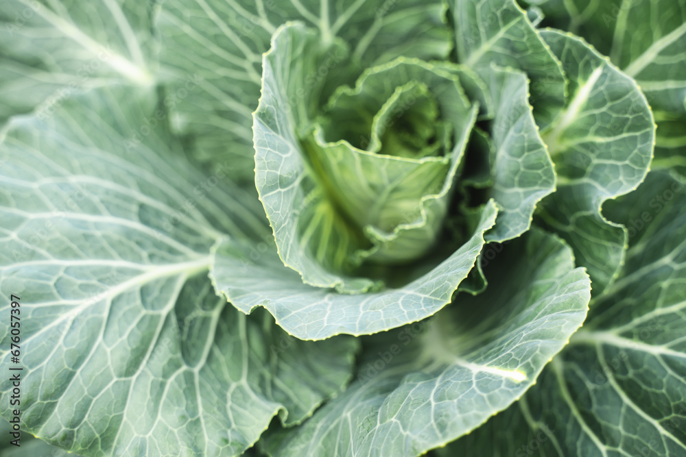 Beautiful natural background with cabbage, top view of green leaves Beautiful natural background with cabbage, top view of green leaves