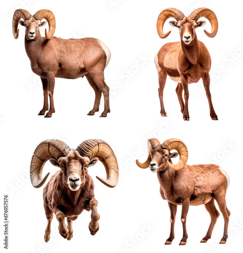 set of bighorn sheep 