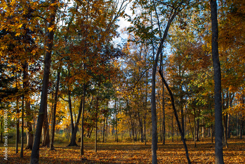 Trees and leaves in Virginia during the Fall