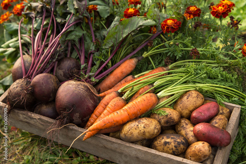 Organic seasonal root vegetables in wooden box in, harvesting, farming. Harvest of fresh carrot, beetroot and potato in garden with flowers in sunlight close up #676060909