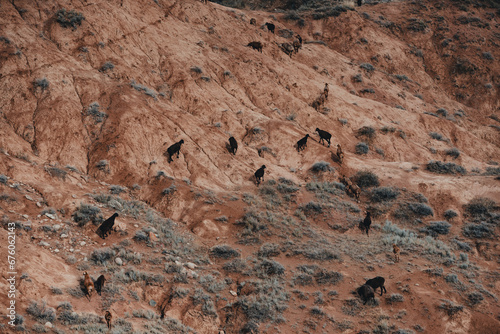 Herd of sheep walks up a mountainside