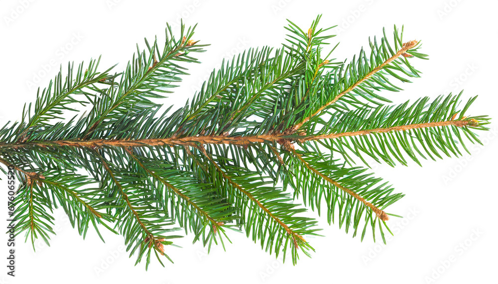 Fir branch isolated on white background cut out