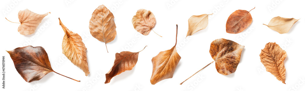 set / collection of autumn leaves in neutral colors / hues isolated over a transparent background, natural seasonal fall design elements, top view / flat lay, PNG set / collection of autumn leaves in neutral colors / hues isolated over a transparent background, natural seasonal fall design elements, top view / flat lay, PNG