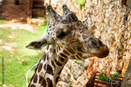 Giraffe at Zoo
