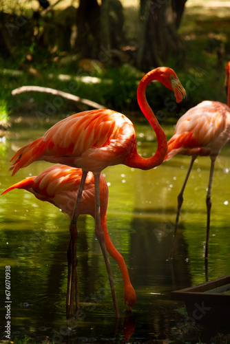 Flamingos at Zoo
