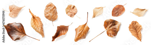 set / collection of autumn leaves in neutral colors / hues isolated over a transparent background, natural seasonal fall design elements, top view / flat lay, PNG