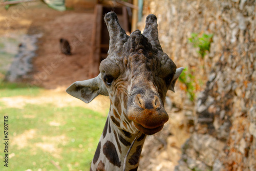 Giraffe at Zoo