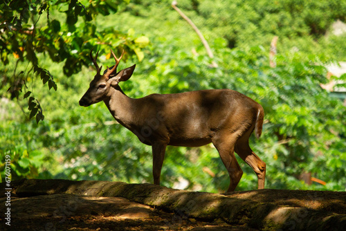 Deer at Zoo