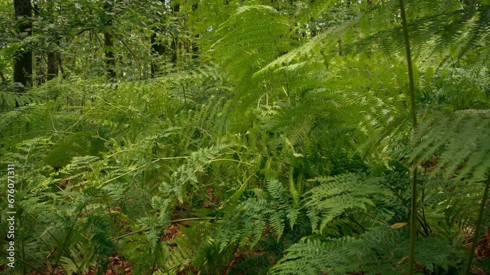 Man Walks Down Forest Slope In Summer Man Walks Down Forest Slope In Summer