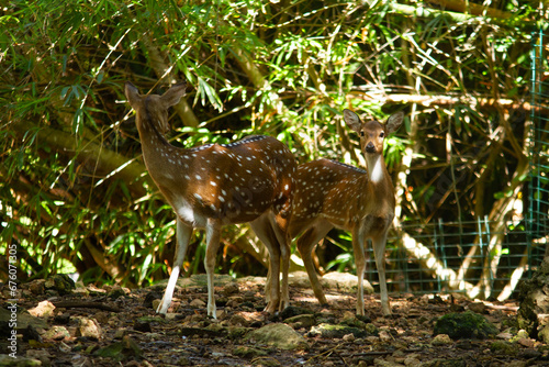 Deer at Zoo