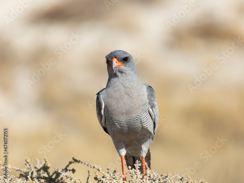 Lone male pygmy falcon perched on shrub in Etosha National Park, Namibia